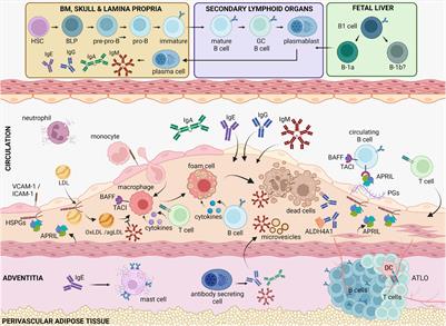 The Spectrum of B Cell Functions in Atherosclerotic Cardiovascular Disease